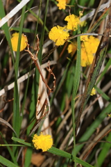 Acacia applanata