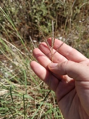 Digitaria ischaemum