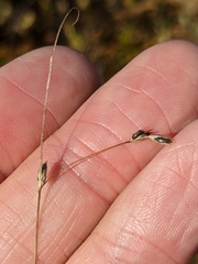 Carex billingsii