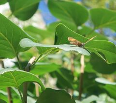 Thecla betulae