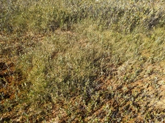Carex billingsii