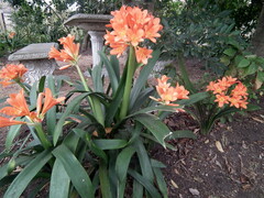 Clivia miniata miniata