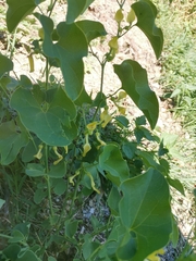 Aristolochia clematitis