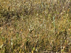 Carex billingsii