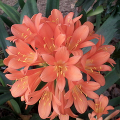 Clivia miniata miniata