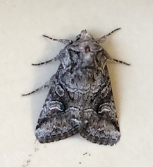 Noctuinae