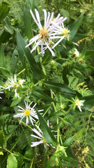 Symphyotrichum puniceum