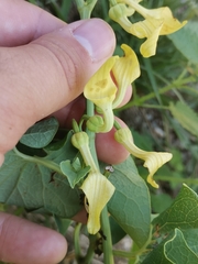 Aristolochia clematitis