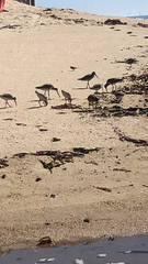 Limosa