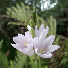 Ixia