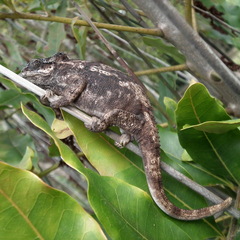 Bradypodion damaranum