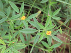 Stylosanthes