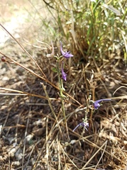 Delphinium peregrinum