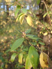 Rhododendron dauricum