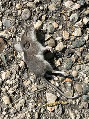 Peromyscus maniculatus