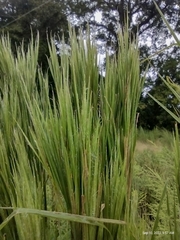 Andropogon glomeratus