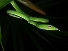 Ahaetulla prasina