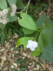 Brunfelsia australis
