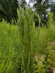 Andropogon glomeratus