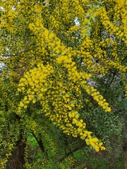 Acacia acinacea