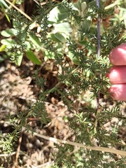Asparagus acutifolius