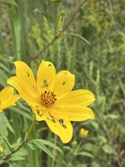 Bidens polylepis