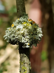 Teloschistes chrysophthalmus