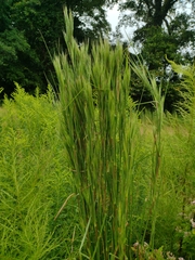 Andropogon glomeratus
