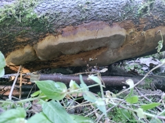 Fomitiporia punctata