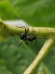 Polyrhachis armata