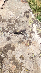 Psophus stridulus