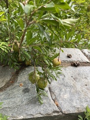 Punica granatum
