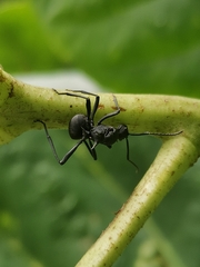 Polyrhachis armata