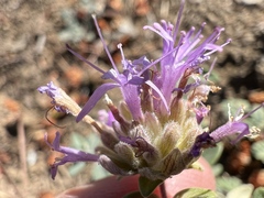 Monardella odoratissima