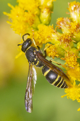 Ancistrocerus adiabatus
