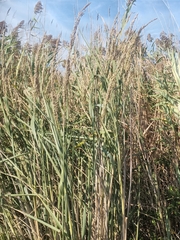 Panicum amarum