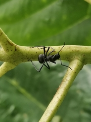Polyrhachis armata