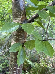 Betula alleghaniensis
