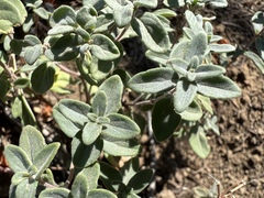 Monardella odoratissima