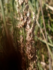 Panicum amarum