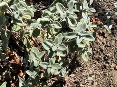 Monardella odoratissima