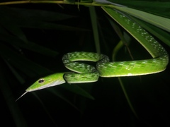 Ahaetulla prasina