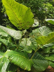 Leea macrophylla