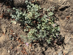 Monardella odoratissima