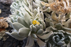 Helichrysum gossypinum