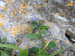 Echium parviflorum