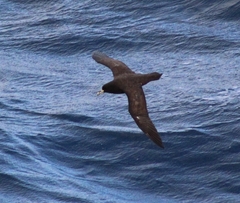 Procellaria aequinoctialis