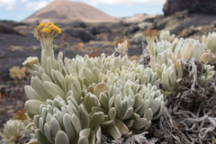Helichrysum gossypinum