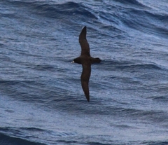 Procellaria aequinoctialis
