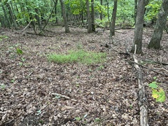 Microstegium vimineum